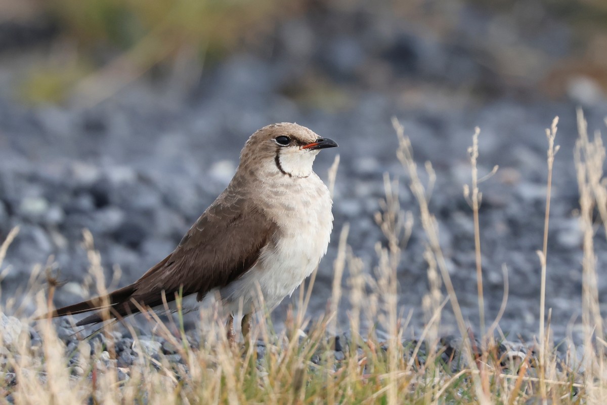 Black-winged Pratincole - ML623840003