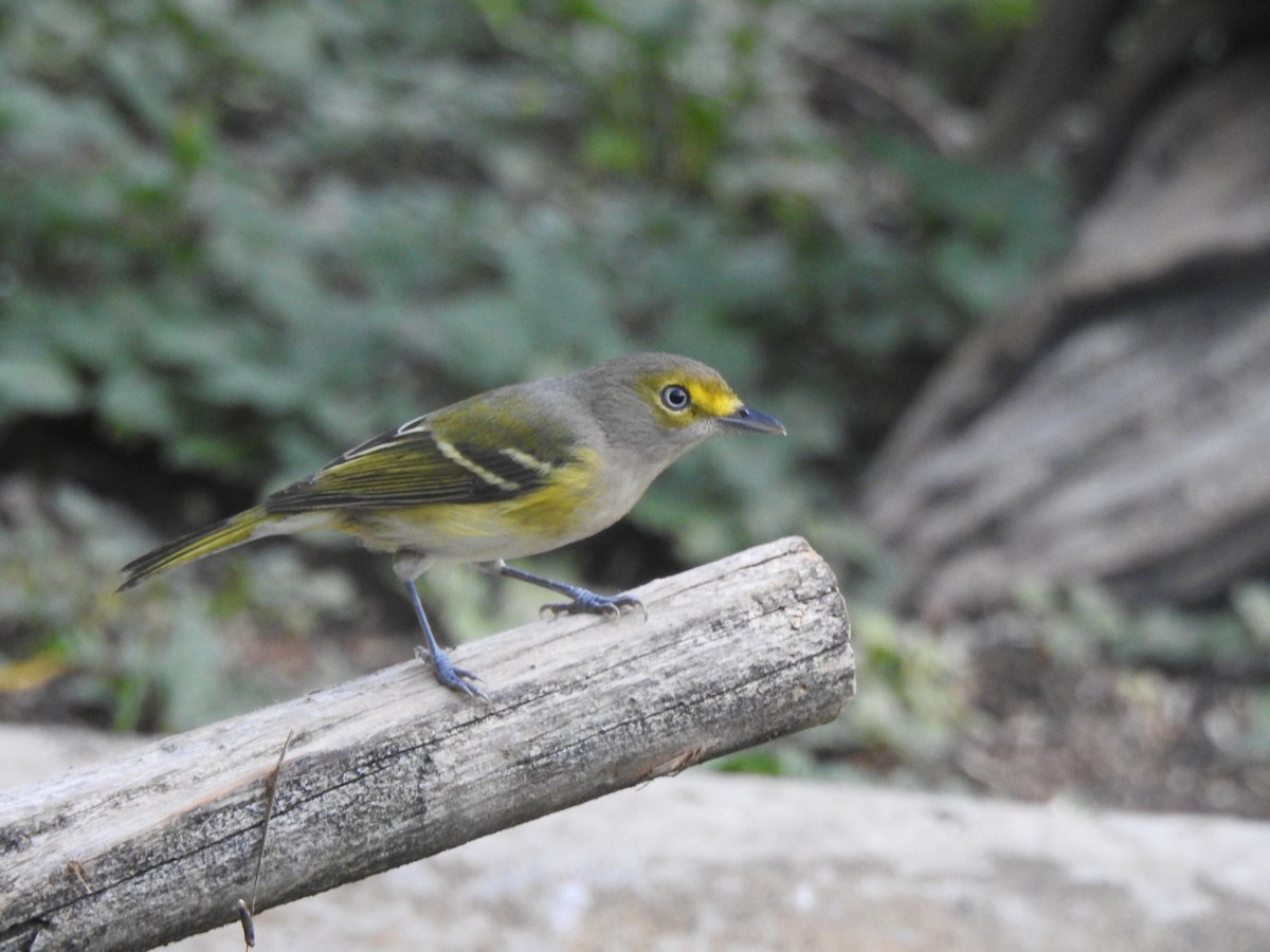 White-eyed Vireo - ML623840021