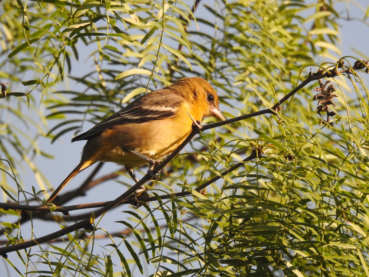 Baltimore Oriole - ML623840039