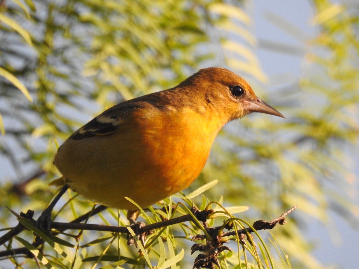 Baltimore Oriole - ML623840043