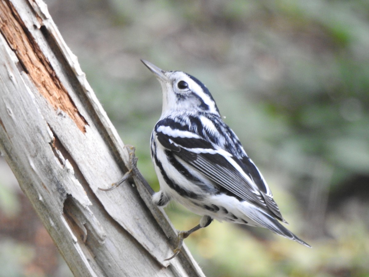 Black-and-white Warbler - ML623840056