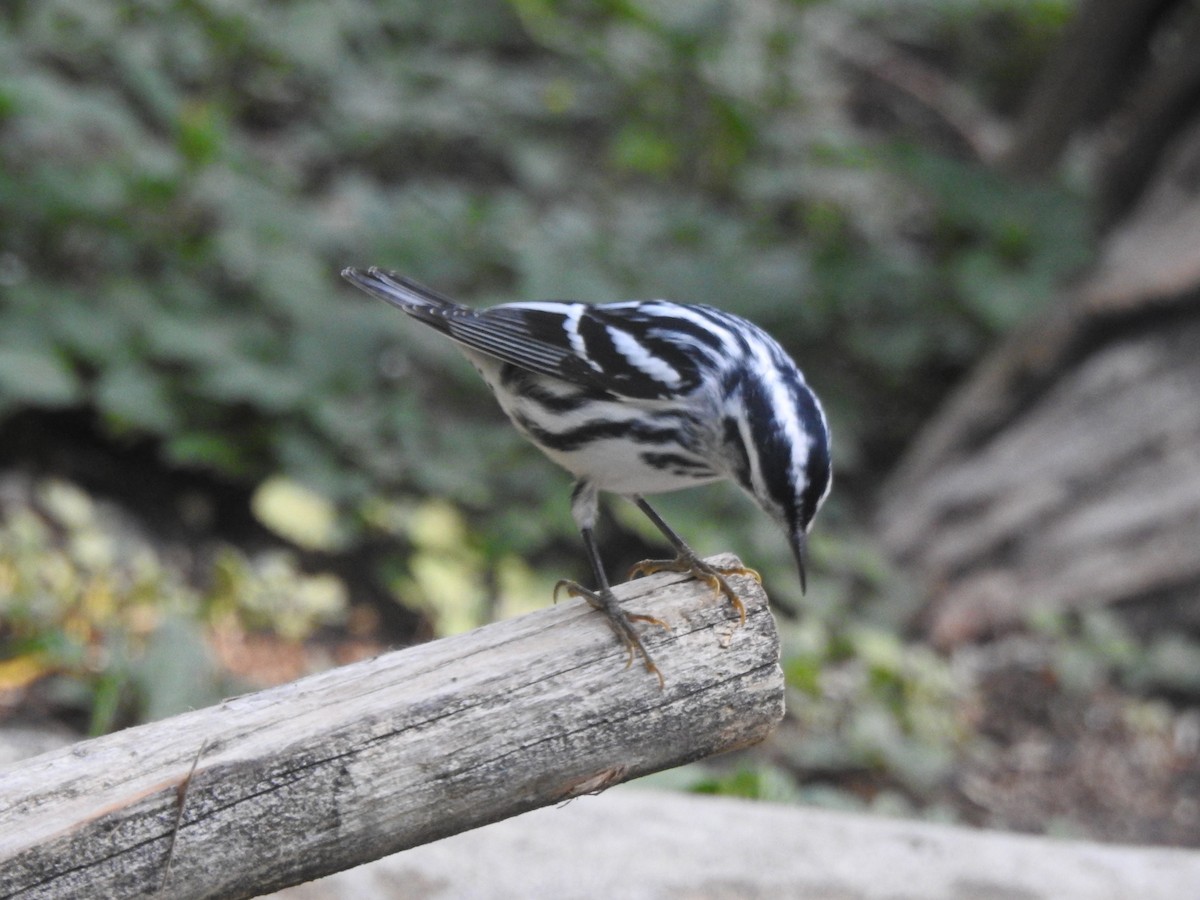 Black-and-white Warbler - ML623840060