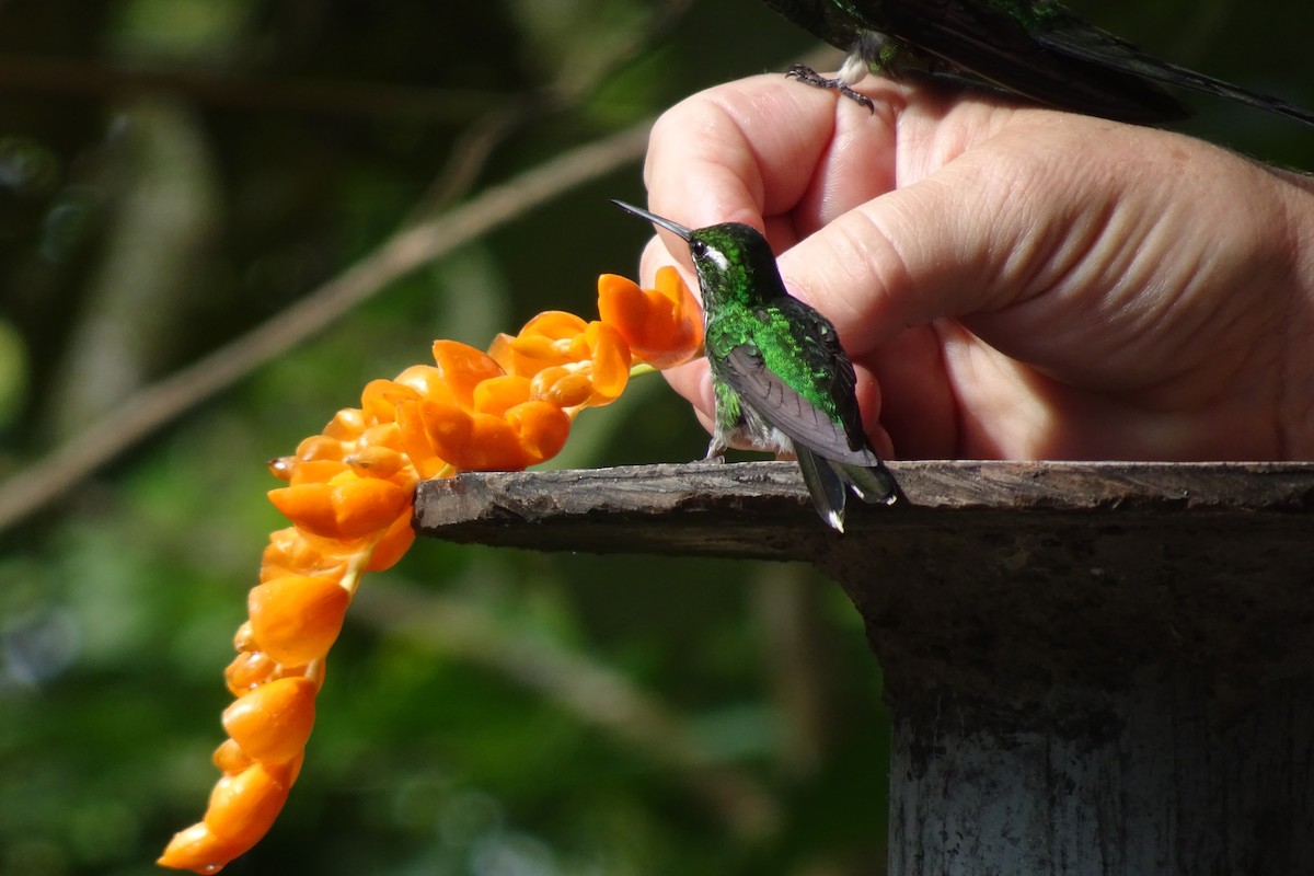 Purple-bibbed Whitetip - ML623840064