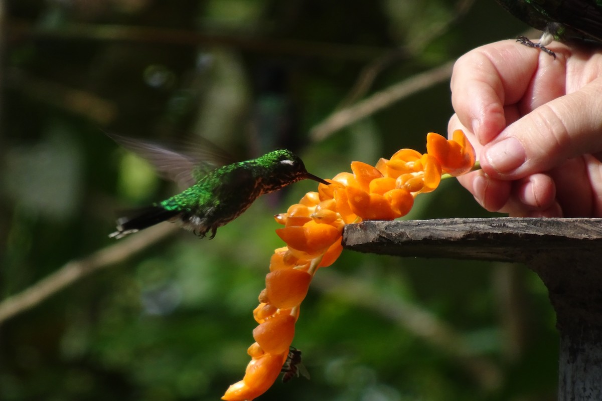 Purple-bibbed Whitetip - ML623840065