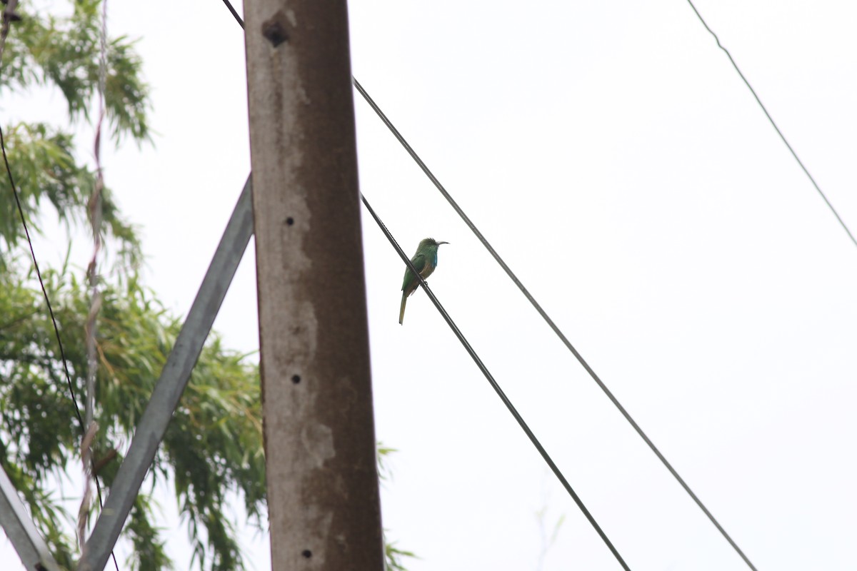 Blue-bearded Bee-eater - ML623840078