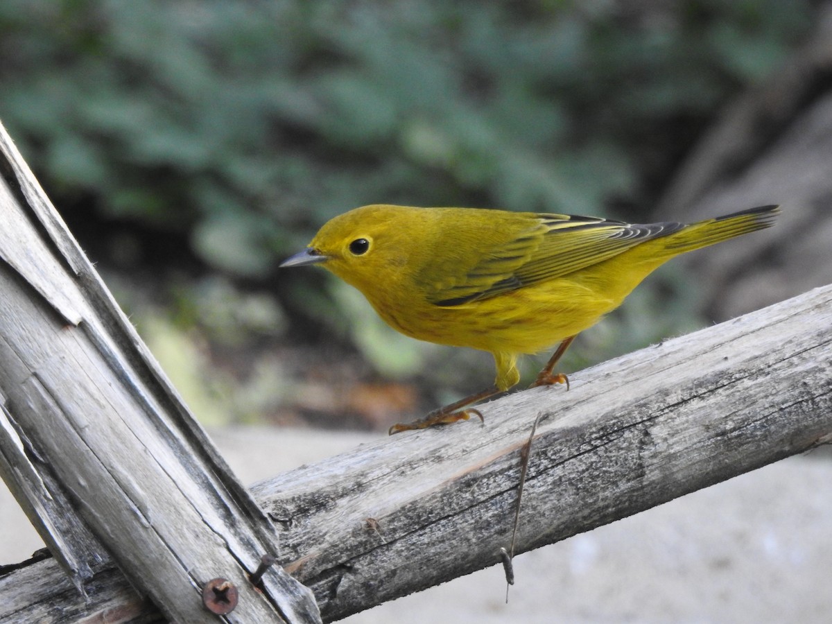 Yellow Warbler - ML623840079