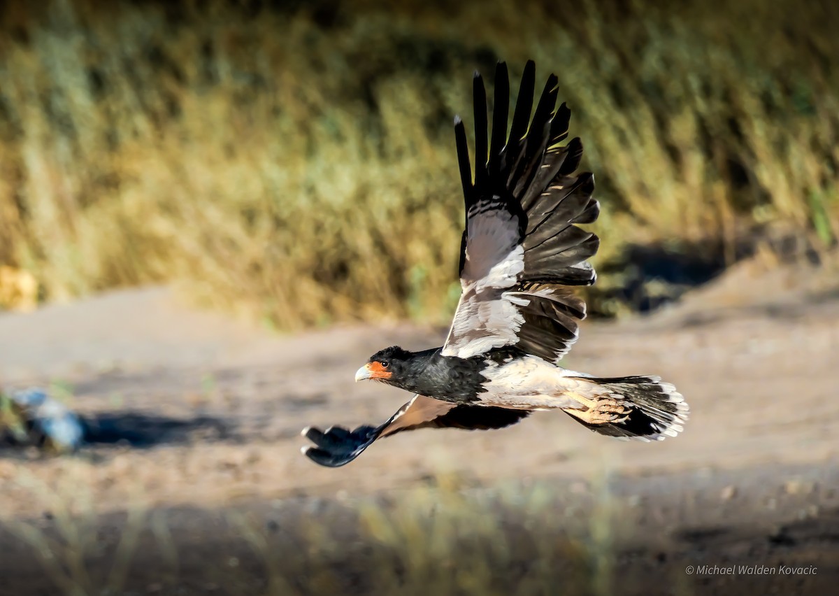 Caracara montagnard - ML623840110