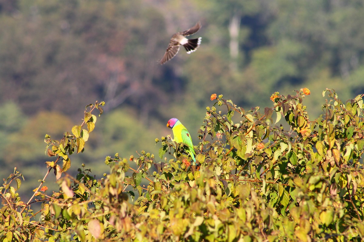 Plum-headed Parakeet - ML623840142