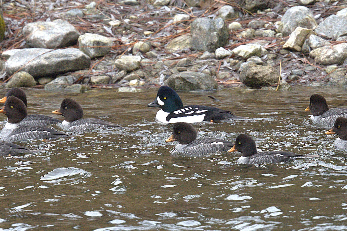 Barrow's Goldeneye - ML623840144