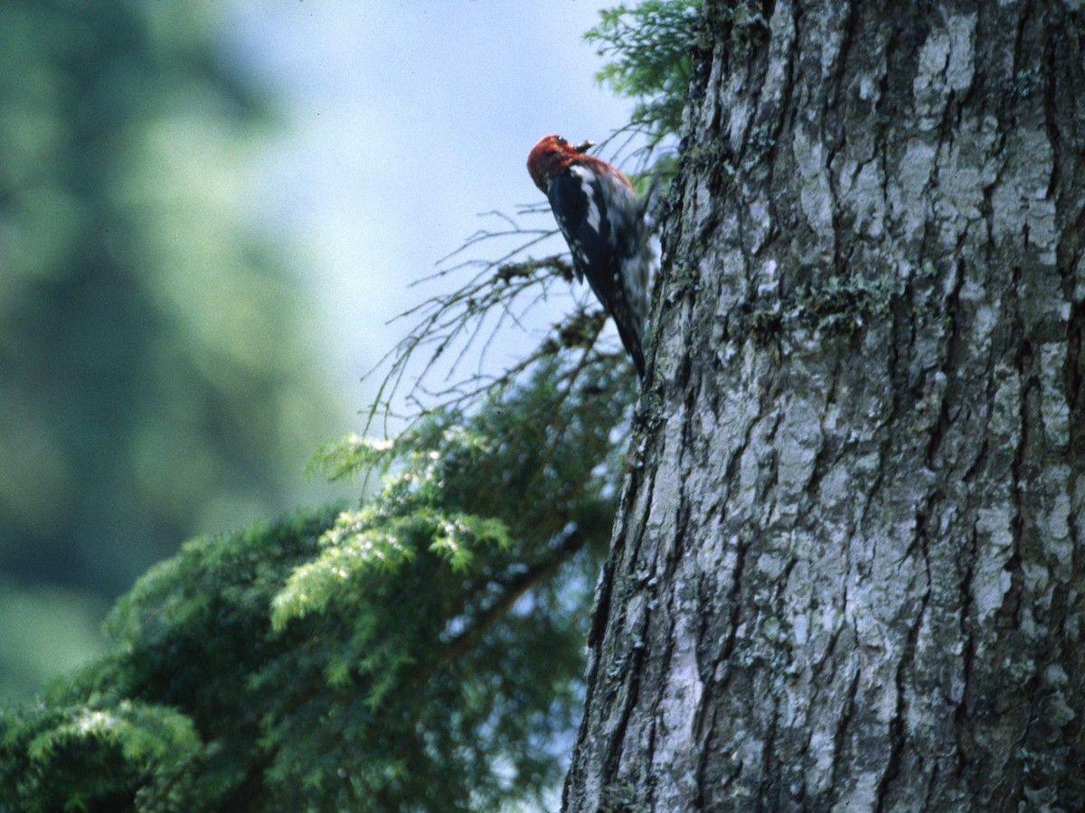 Red-breasted Sapsucker - ML623840161