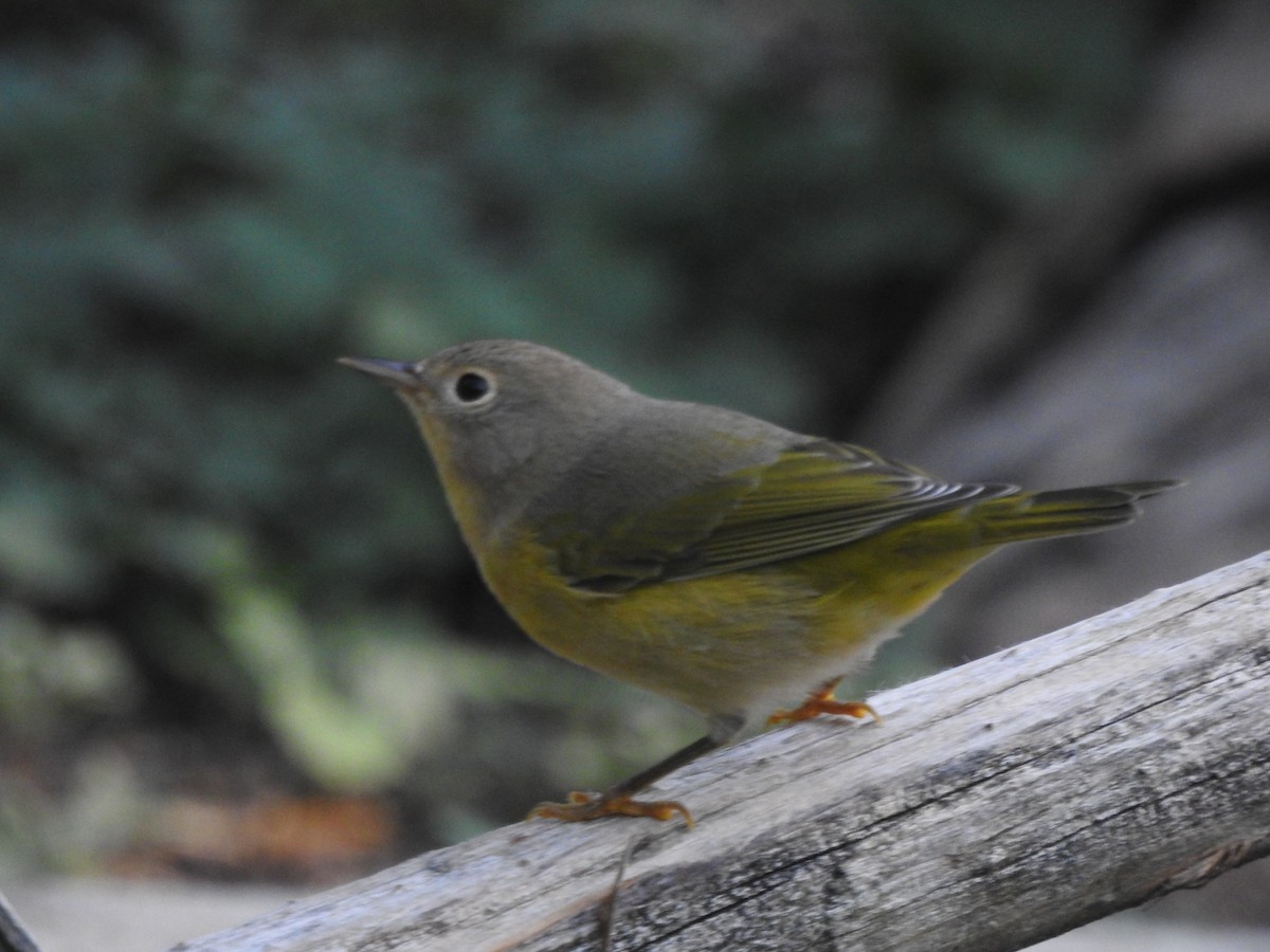 Nashville Warbler - ML623840170