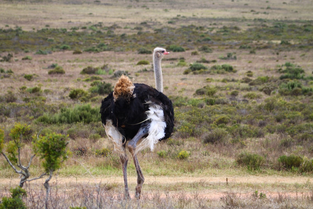 Common Ostrich - ML623840175