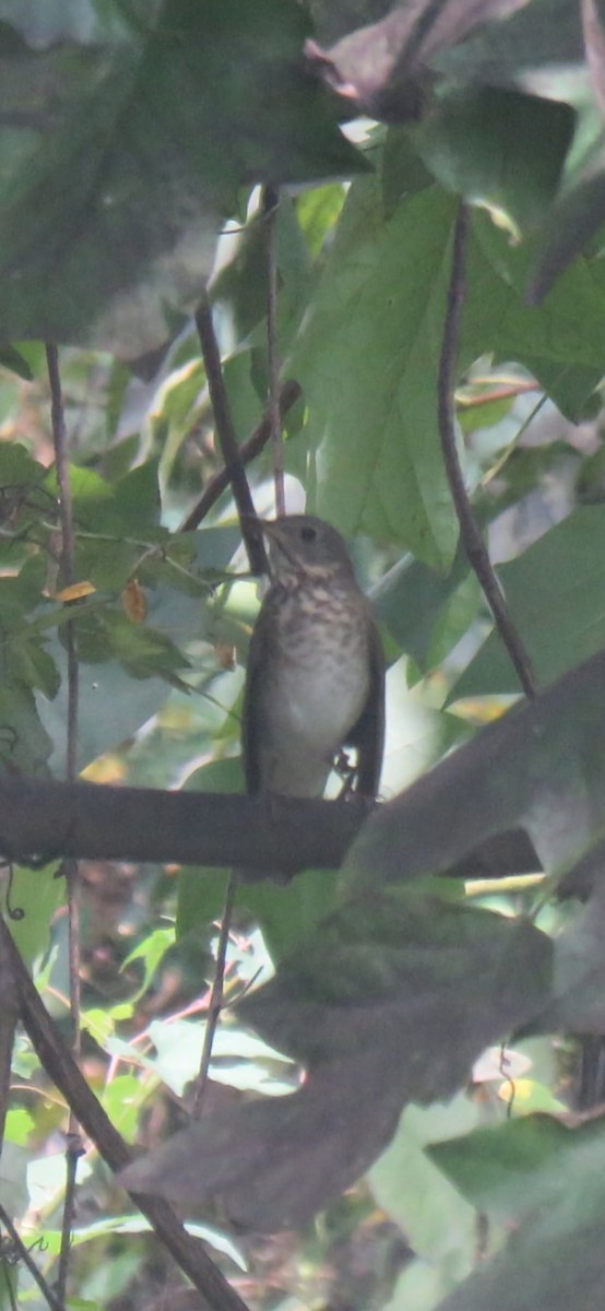 Gray-cheeked Thrush - ML623840178