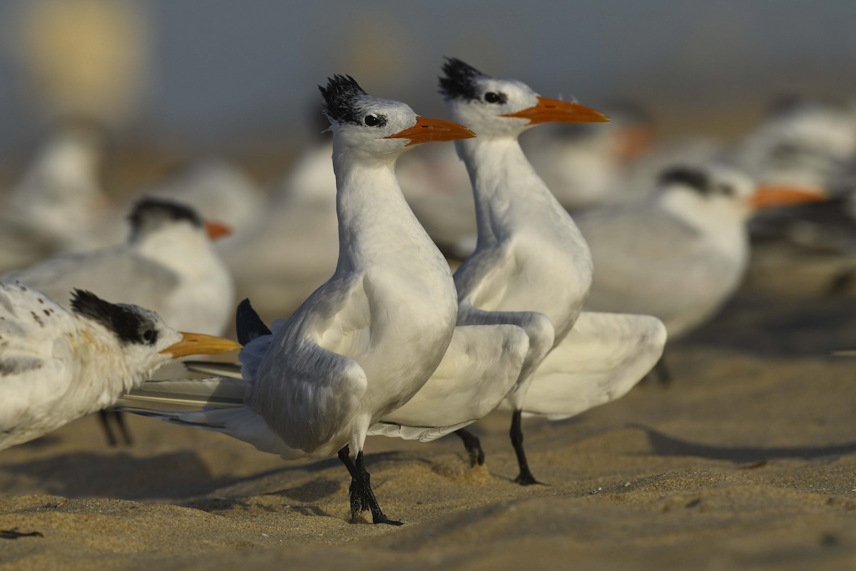 rybák královský - ML623840189