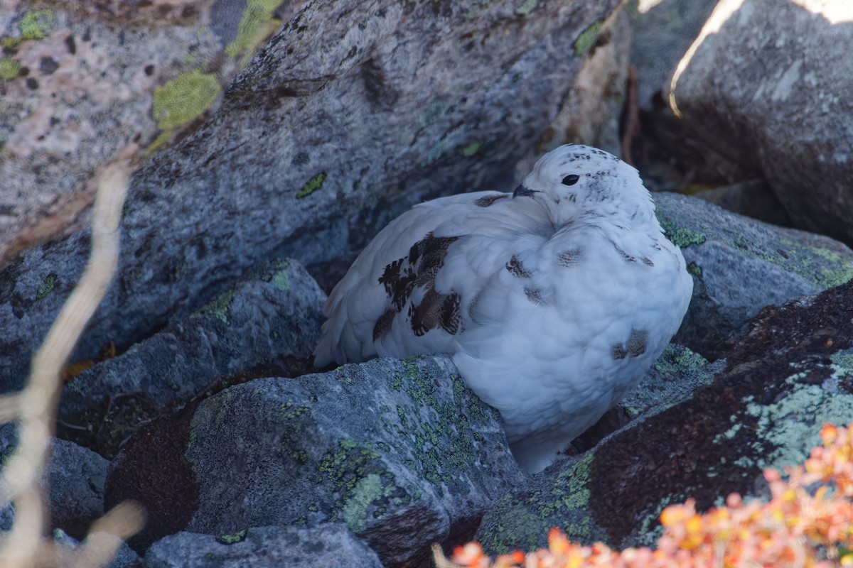 Rock Ptarmigan - ML623840190