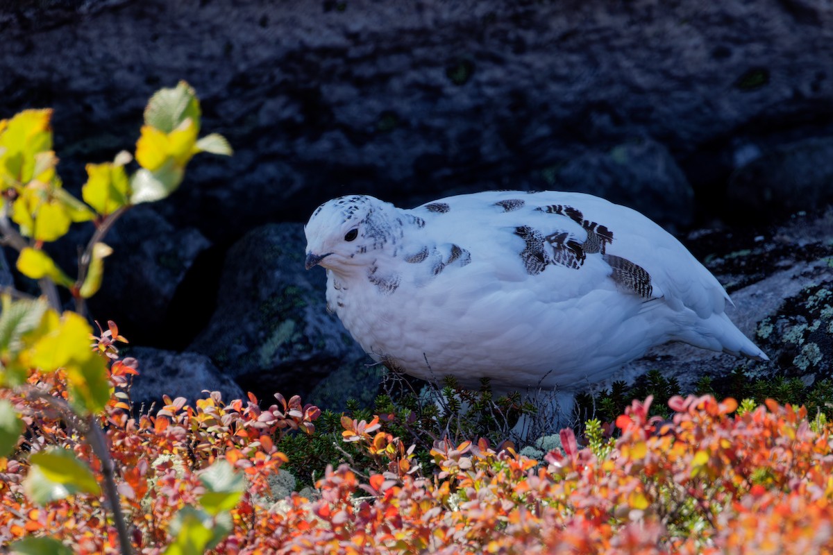 Rock Ptarmigan - ML623840192