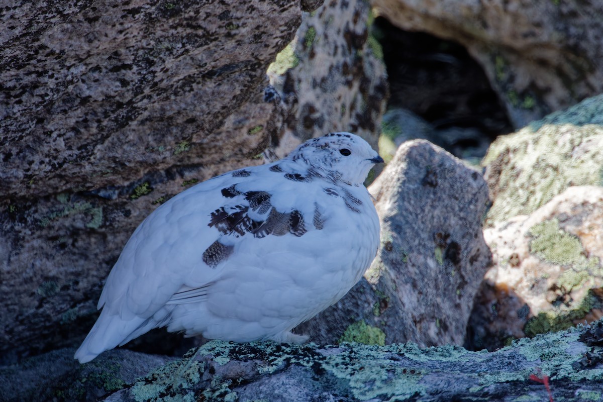 Rock Ptarmigan - ML623840193