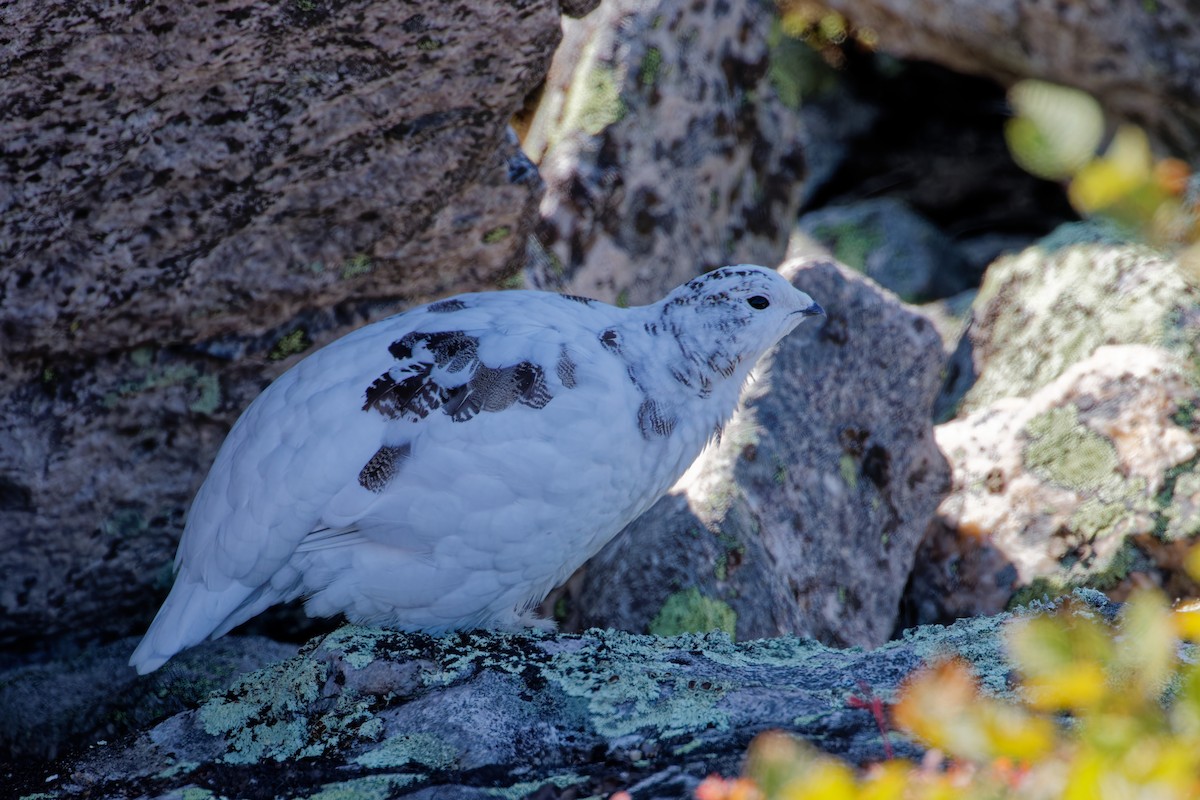 Rock Ptarmigan - ML623840196