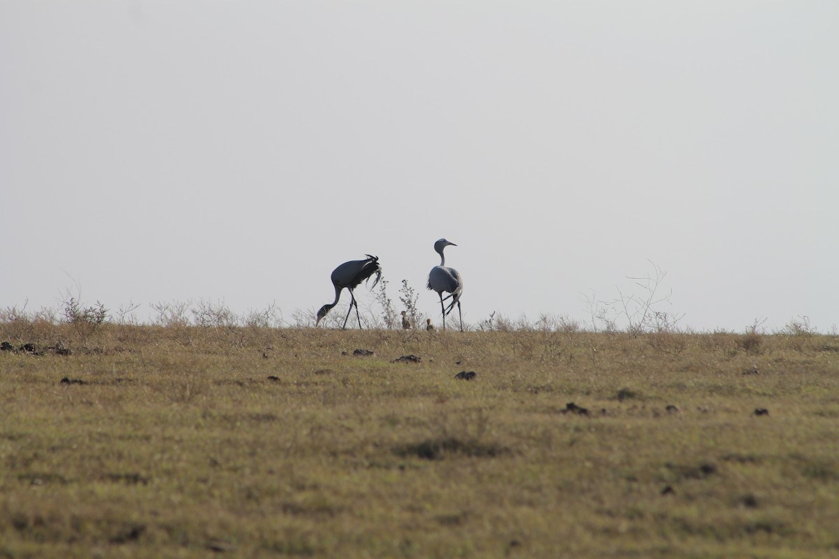 Blue Crane - ML623840230