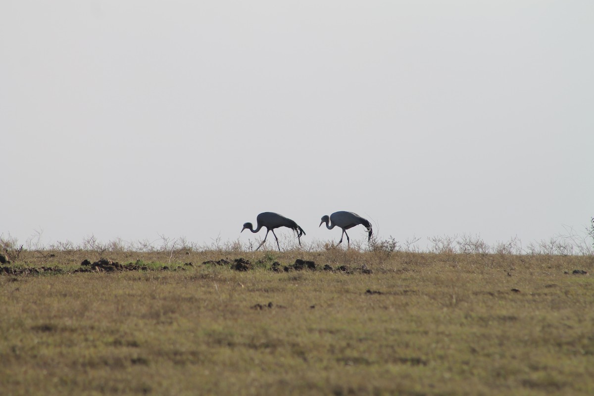 Blue Crane - ML623840231