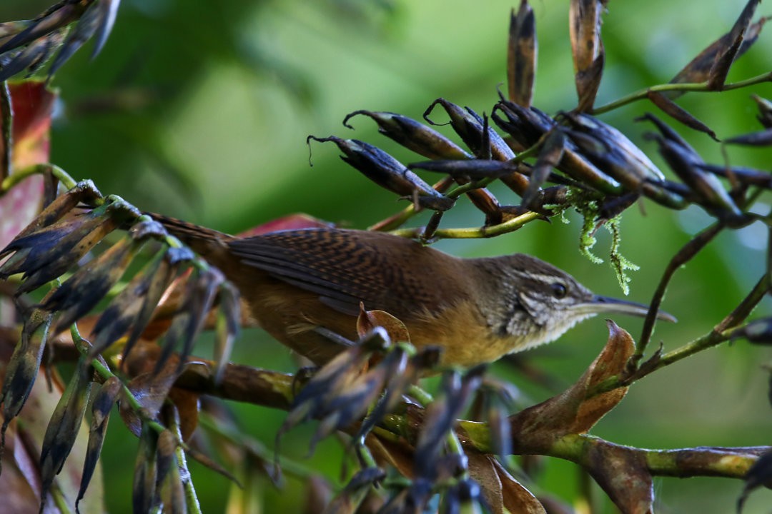 Long-billed Wren - ML623840243