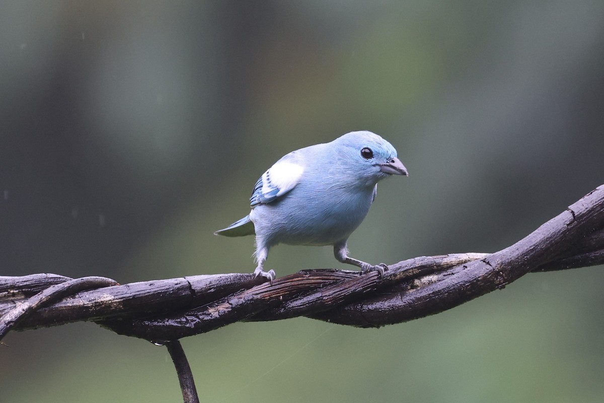 Blue-gray Tanager - Charles Davies