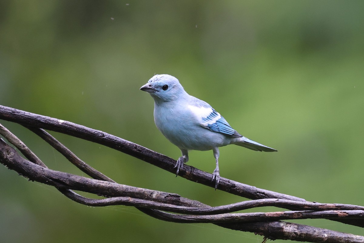 Blue-gray Tanager - ML623840271