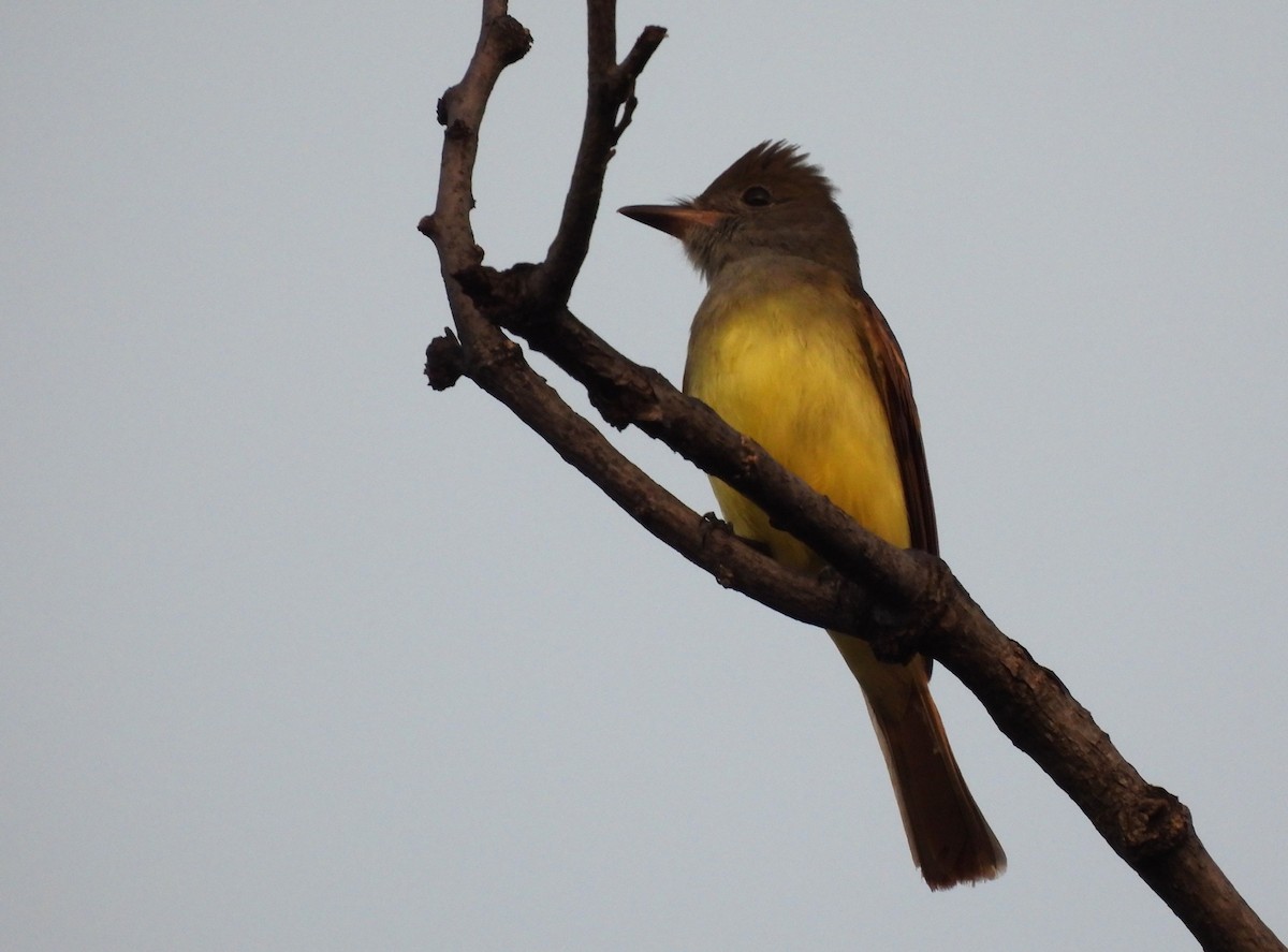 Great Crested Flycatcher - ML623840286