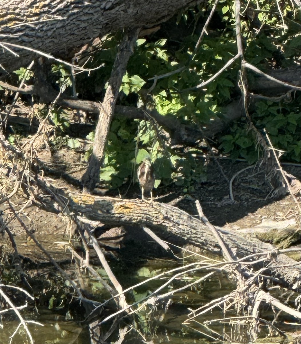 Green Heron - ML623840297