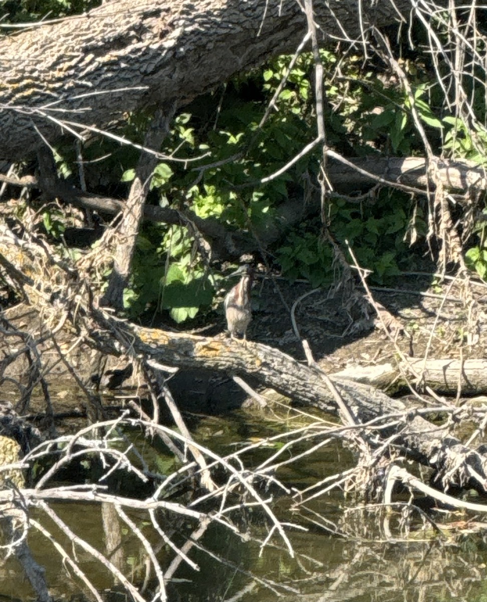 Green Heron - ML623840298