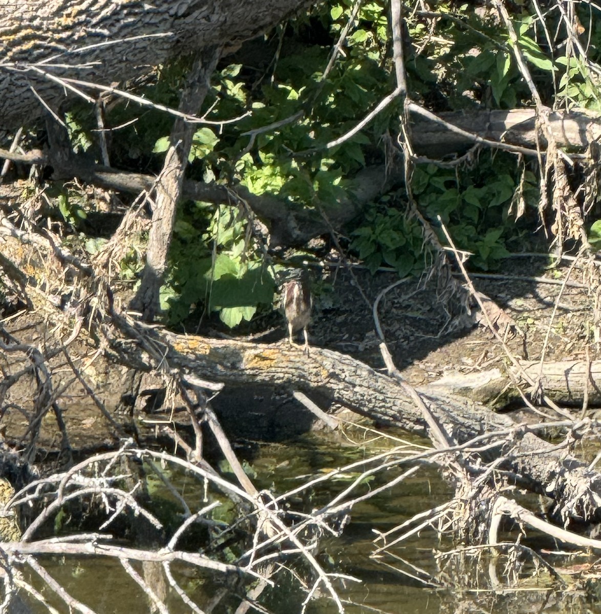 Green Heron - ML623840299