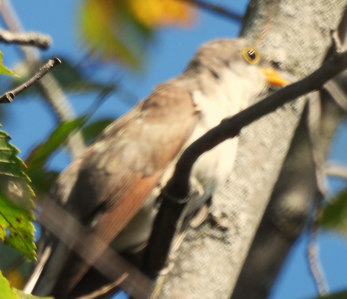 Yellow-billed Cuckoo - ML623840301