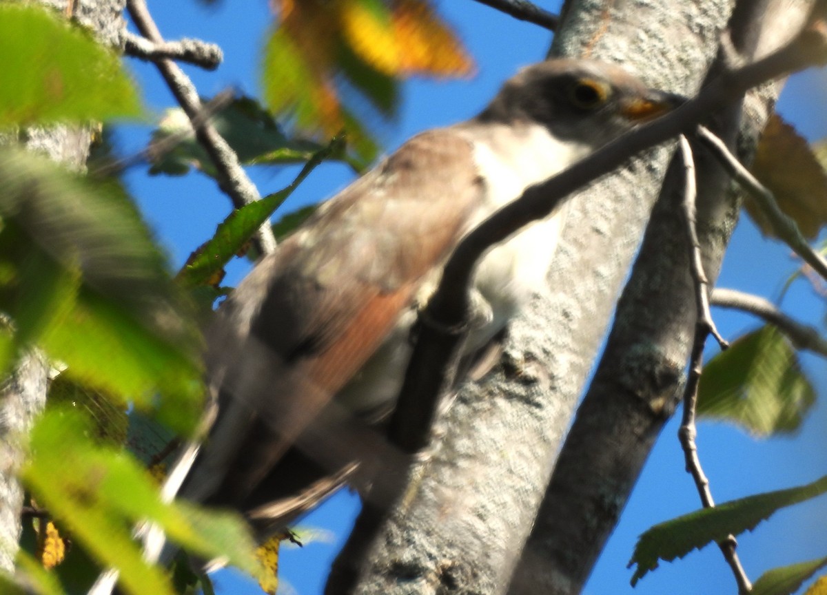 Yellow-billed Cuckoo - ML623840308