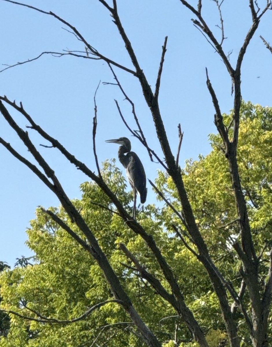Great Blue Heron - ML623840315