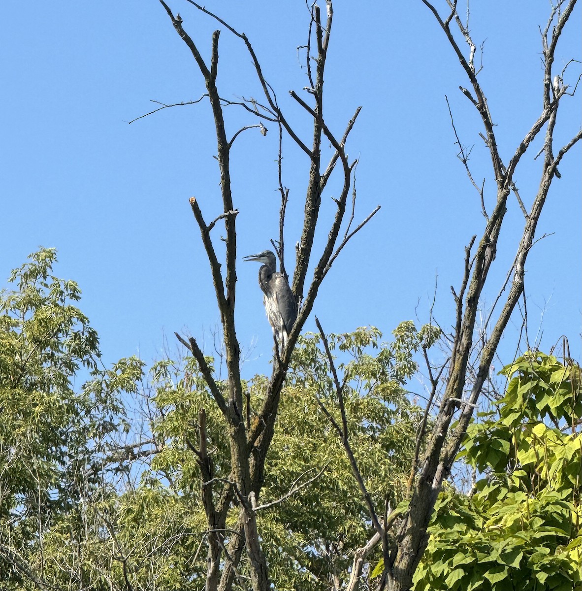 Great Blue Heron - ML623840316