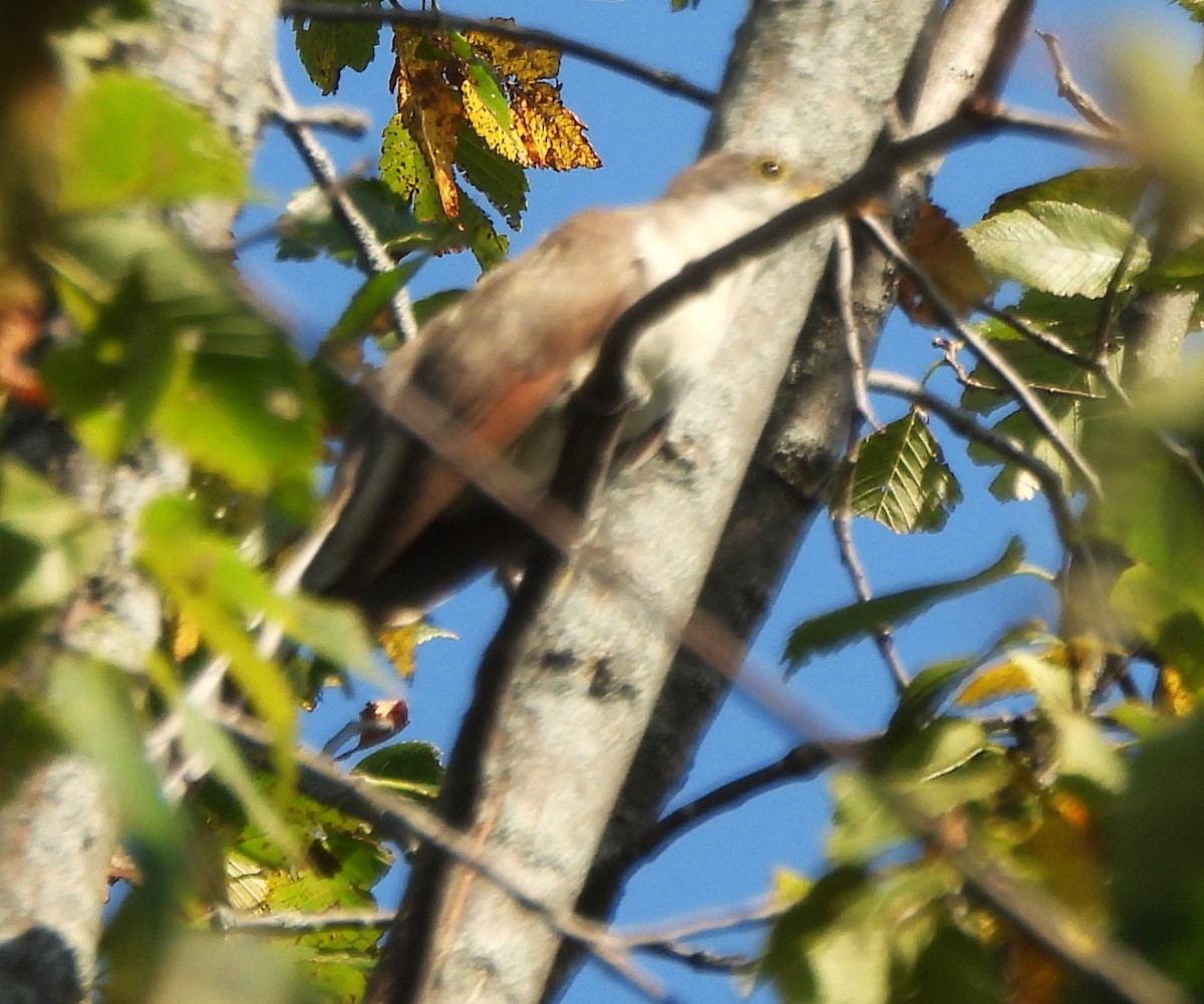 Yellow-billed Cuckoo - ML623840323