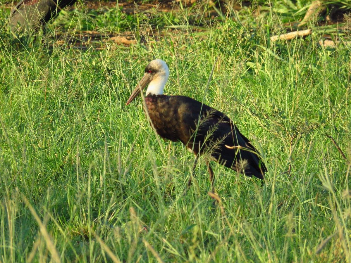 Afrika-Wollhalsstorch - ML623840334