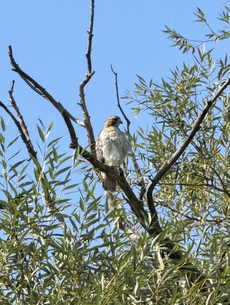 Red-tailed Hawk - ML623840337