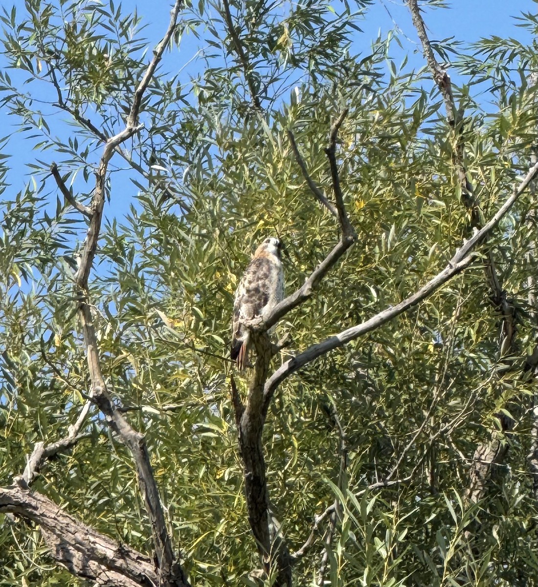 Red-tailed Hawk - ML623840338