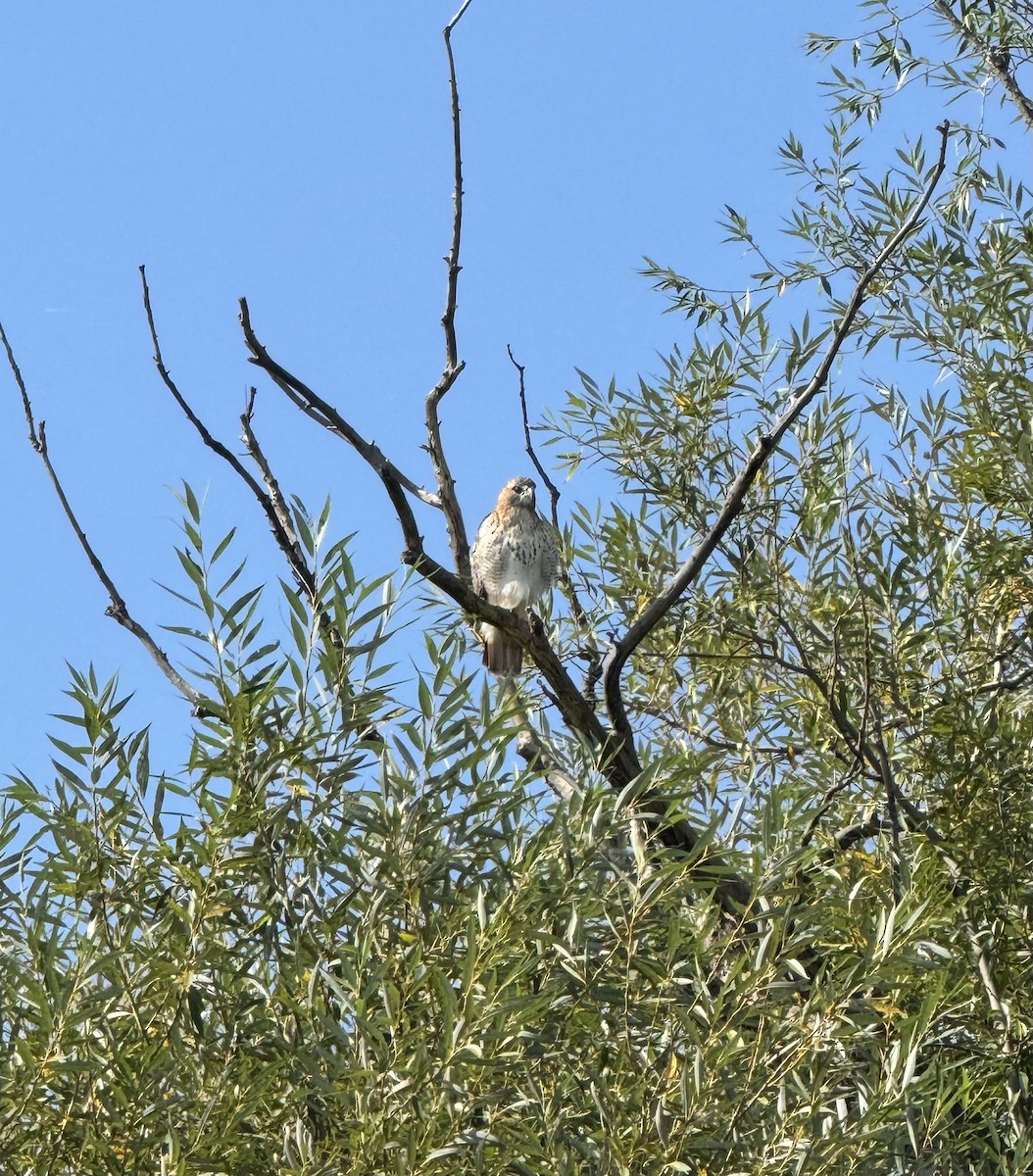 Red-tailed Hawk - ML623840339