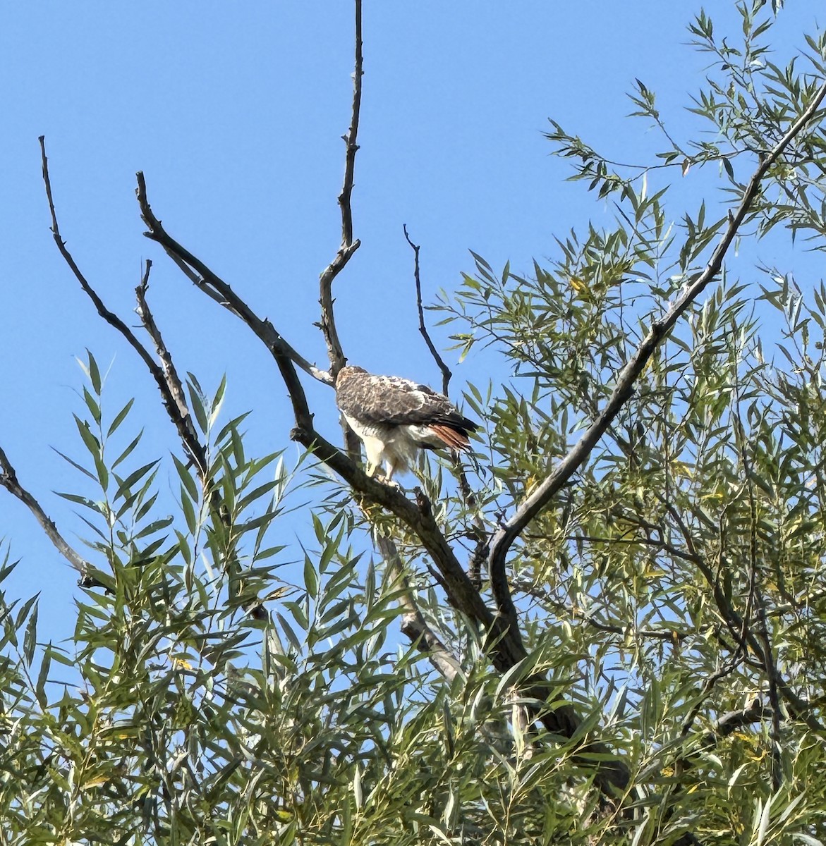 Red-tailed Hawk - ML623840340