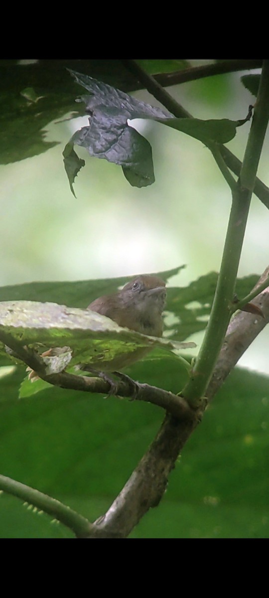 Tawny-crowned Greenlet - ML623840358