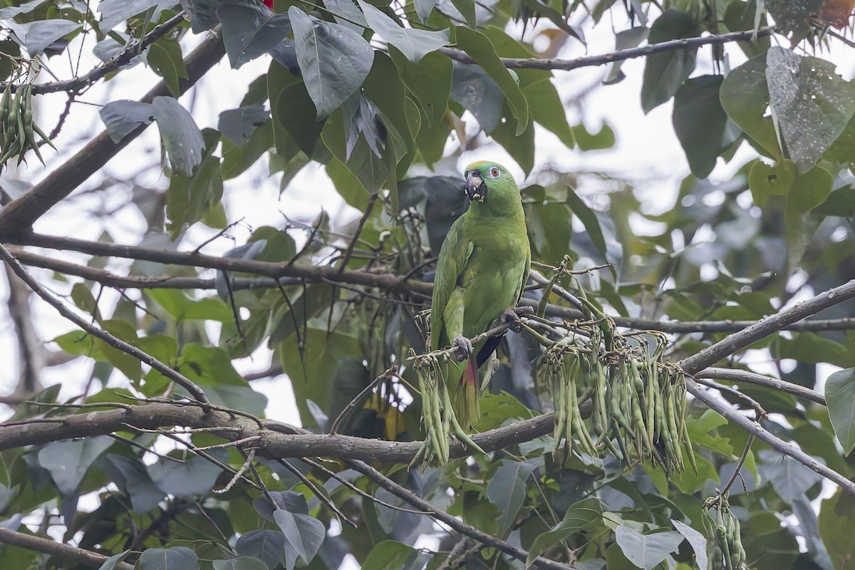 Yellow-crowned Parrot - ML623840397