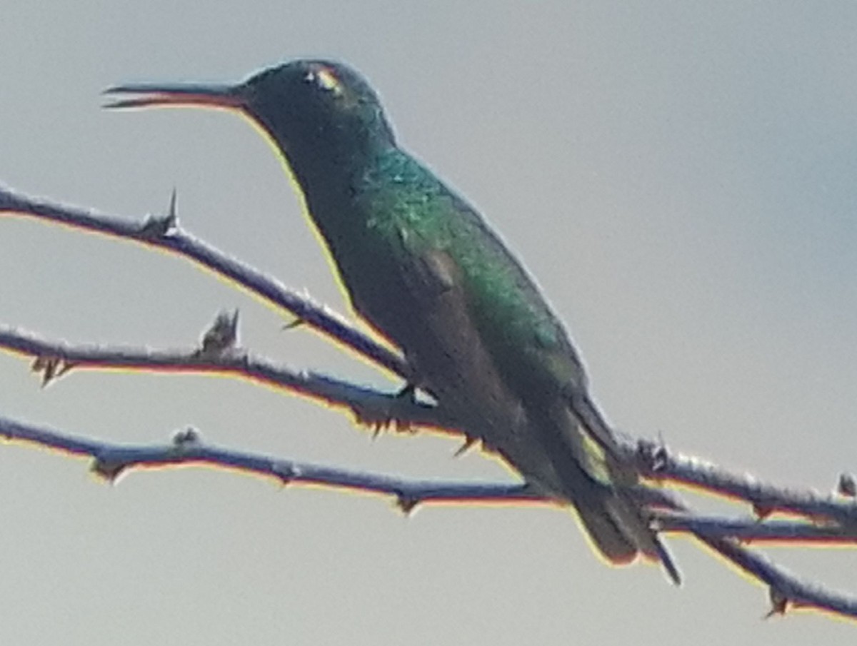 Cuban Emerald - ML623840408