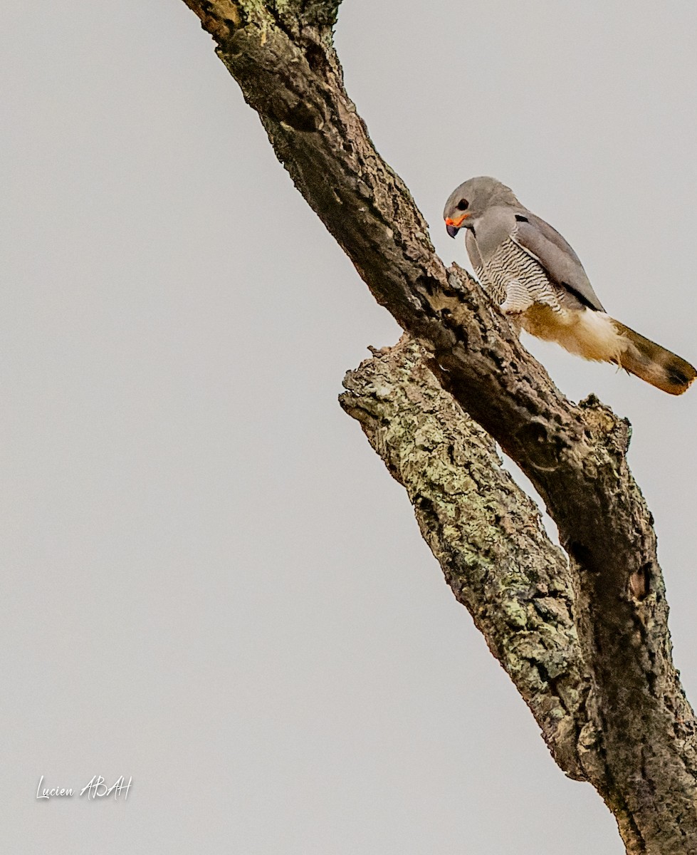 Lizard Buzzard - ML623840411