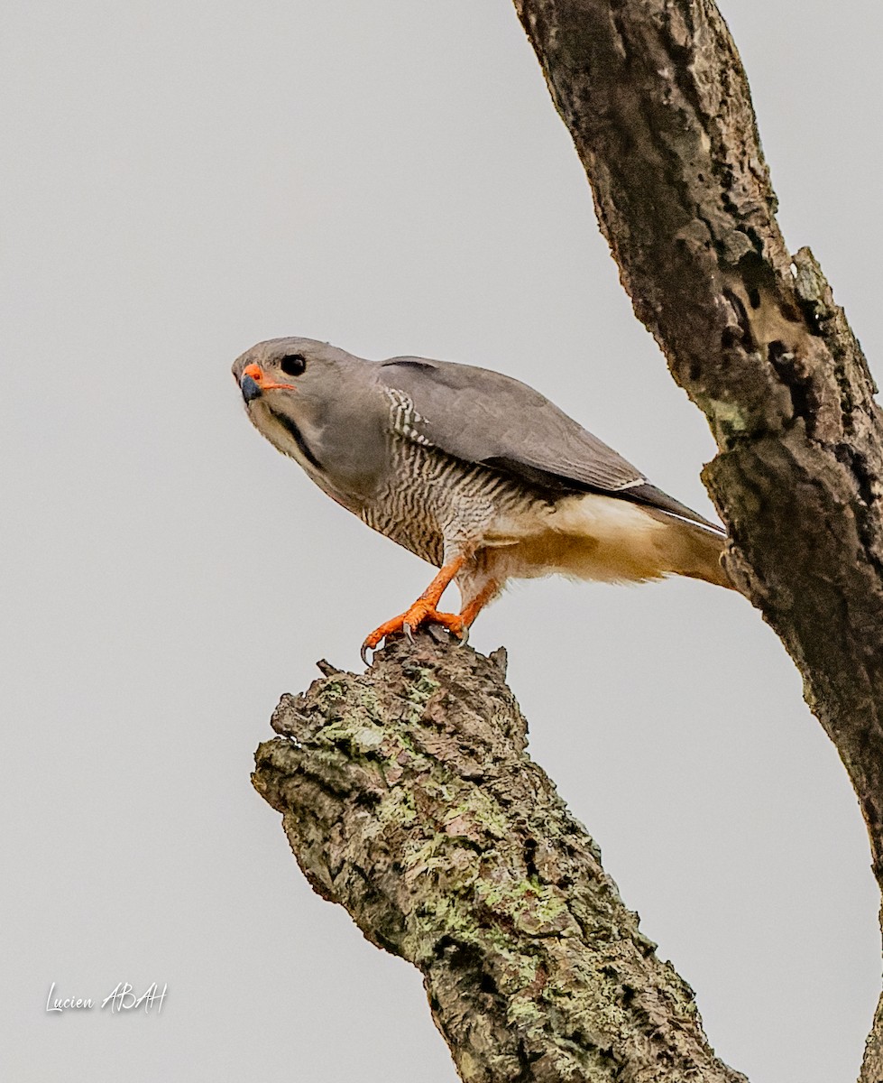 Lizard Buzzard - ML623840412