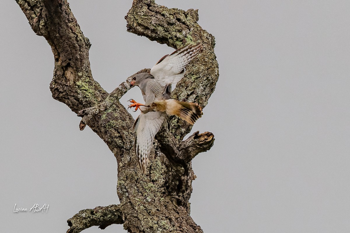 Lizard Buzzard - ML623840416