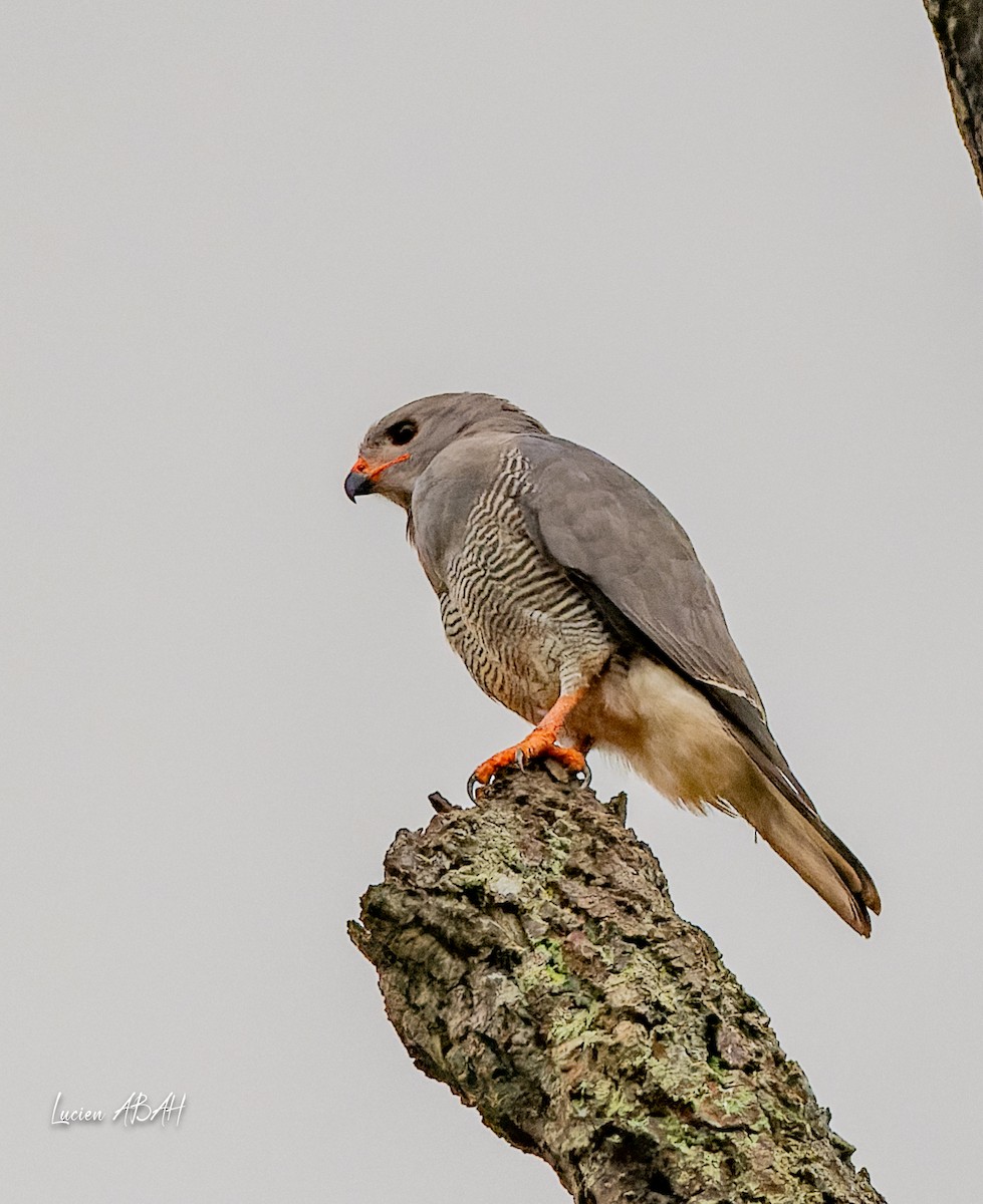 Lizard Buzzard - ML623840421