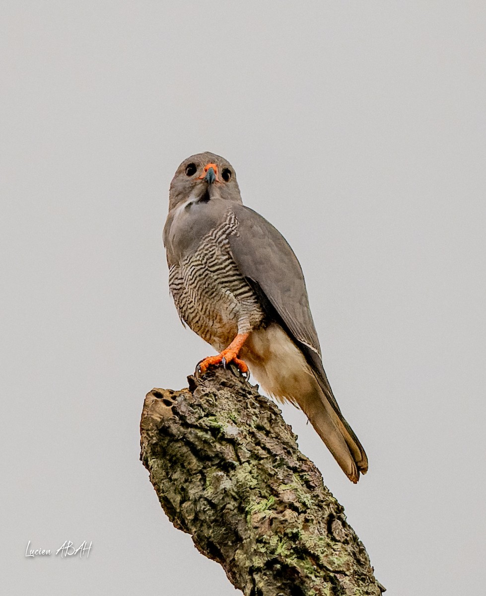 Lizard Buzzard - ML623840424