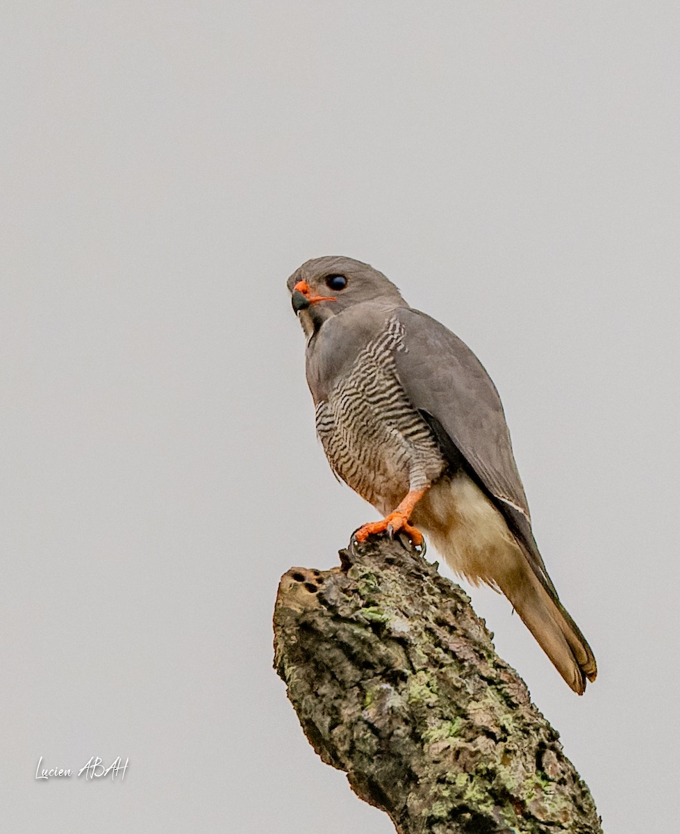 Lizard Buzzard - ML623840425